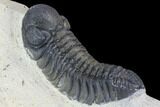 Bargain, Austerops Trilobite - Nice Shell Detail #91921-3
